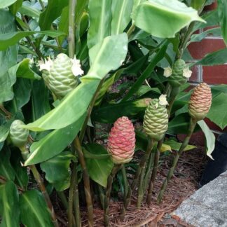 Awapuhi Rhizomes aka Shampoo Ginger