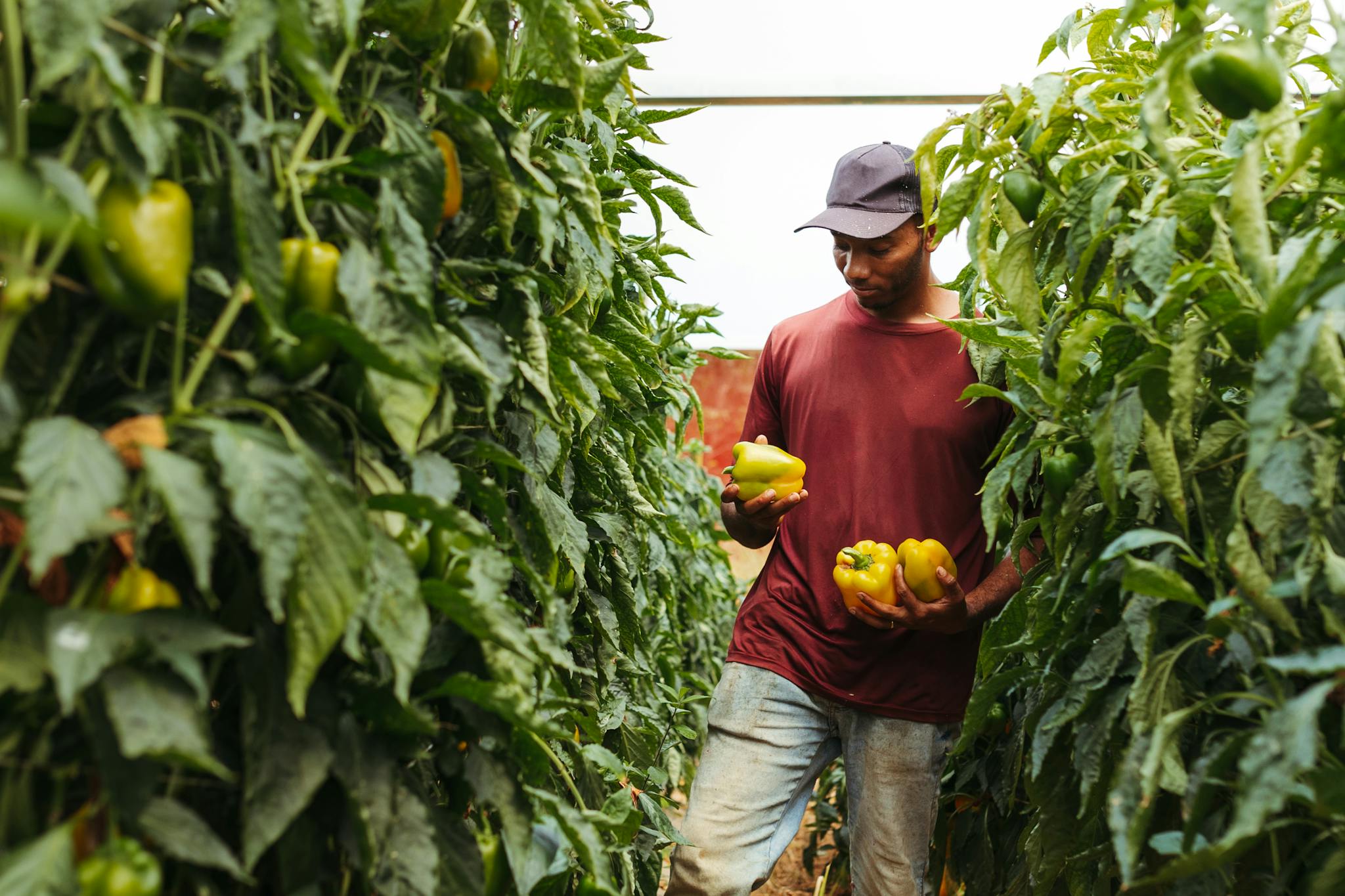 A farmer picking ripe yellow bell peppers amidst lush green plants in a greenhouse.