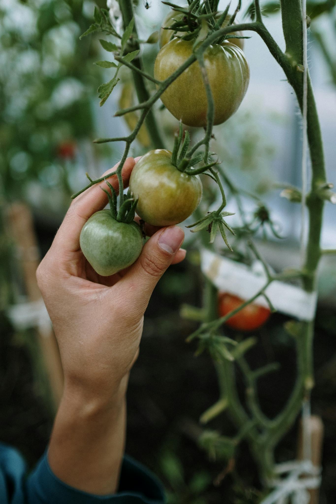 A hand picking tomatoes in a greenhouse, emphasizing organic gardening.